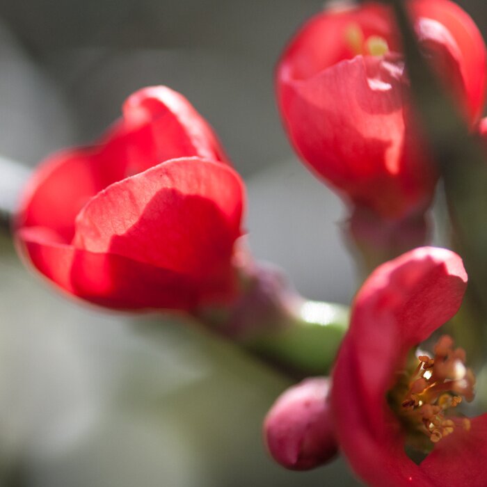 Tableau  Trio de coing