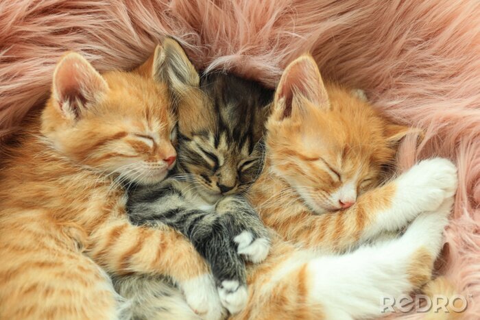 Tableau  Trois chatons dormant sur une couverture