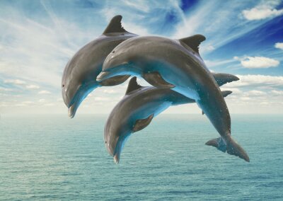 trois dauphins sautant
