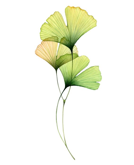 Tableau  Trois feuilles de ginkgo sur fond blanc