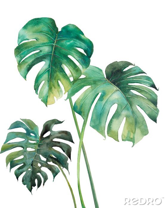 Tableau  Trois feuilles vertes de monstera