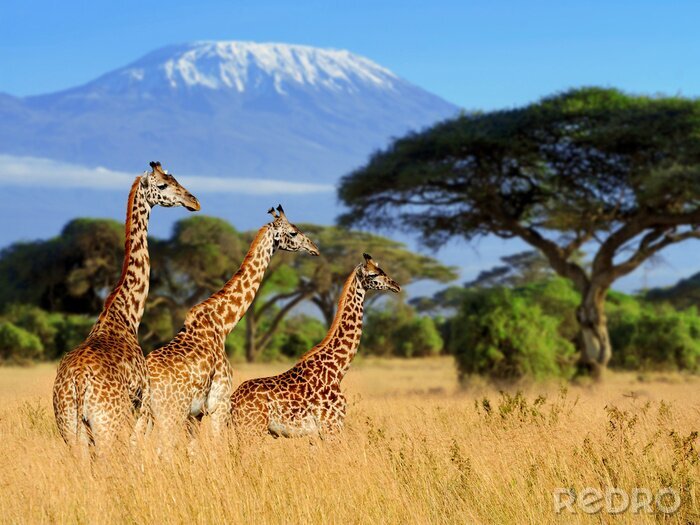 Tableau  Trois, girafe, Kilimanjaro, monter, fond