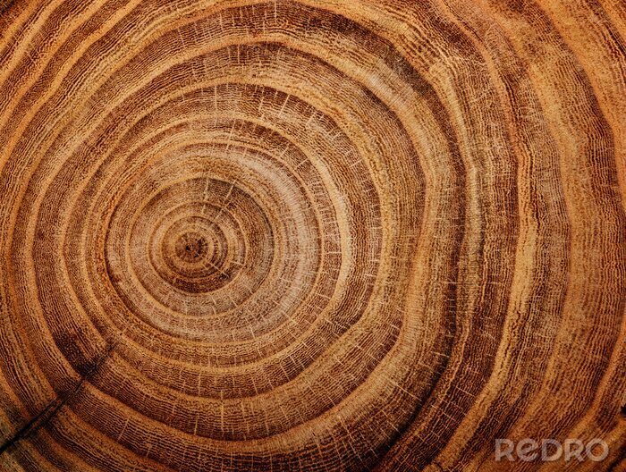 Tableau  Tronc de chêne coupé