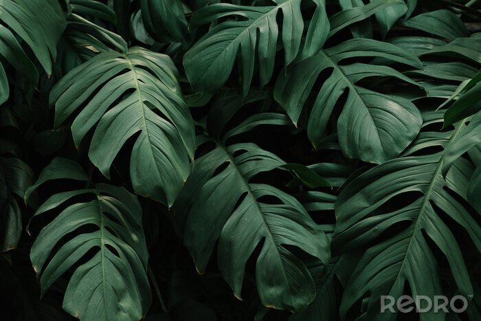 Tableau  Tropical green leaves background