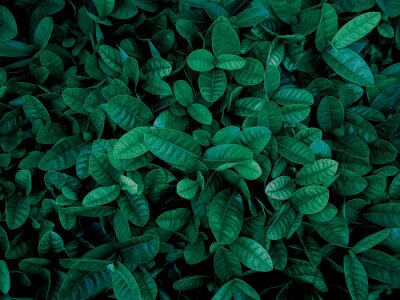Tableau  Tropical green leaves pattern background. Nature background