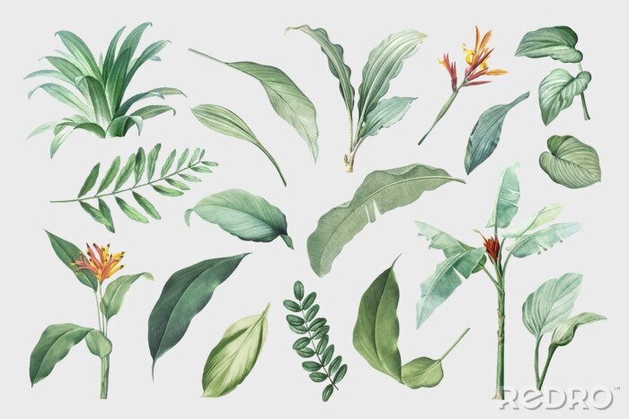 Tableau  Tropical leaves and plants