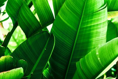 Tableau  Tropical nature greenery background. Thicket of palm trees with big leaves. Saturated vibrant emerald green color. Beautiful botanical backdrop wallpaper pattern. Poster template with copy space