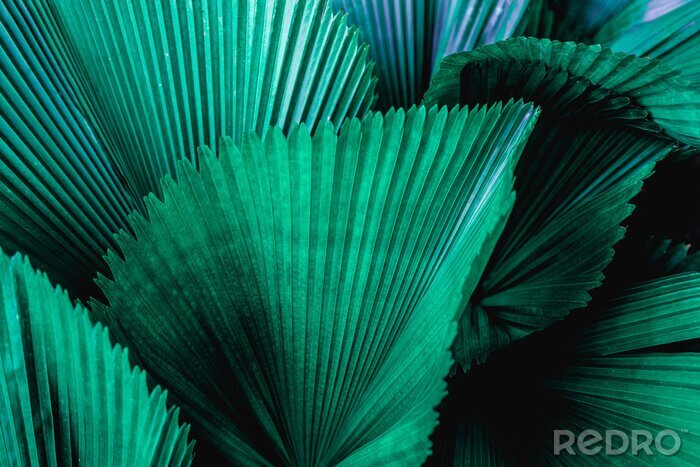 Tableau  tropical palm leaf and shadow, abstract natural green background, dark blue tone