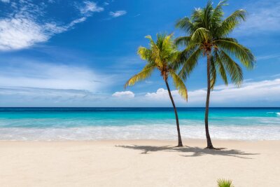 Tableau  Tropical white sand beach with coco palms and the turquoise sea on Caribbean island.