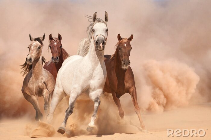 Tableau  Troupeau de chevaux dans un nuage de poussière