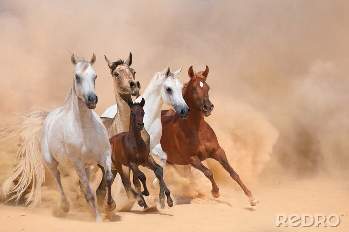 Tableau  Troupeau de chevaux galopant dans le désert