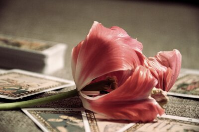Tableau  Tulip allongé sur les cartes