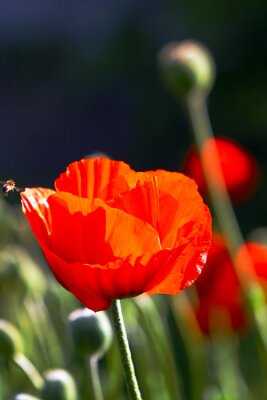 Tableau  Tulip et des abeilles
