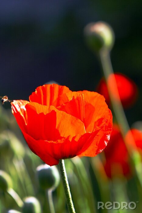 Tableau  Tulip et des abeilles