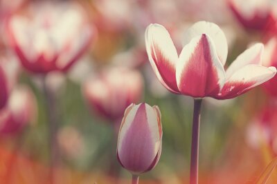 Tulip pour l'usage de fond
