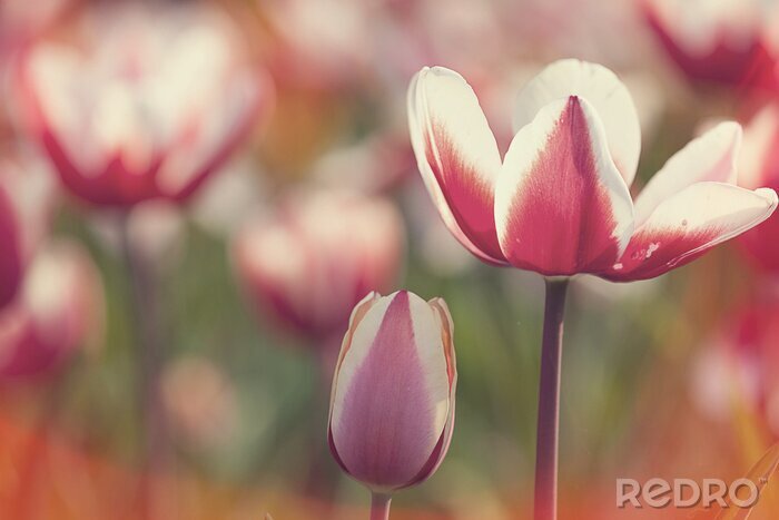 Tableau  Tulip pour l'usage de fond