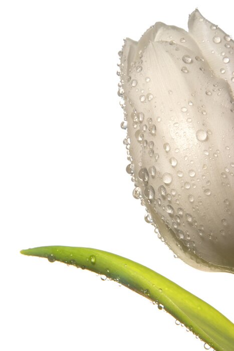 Tableau  tulipano 01