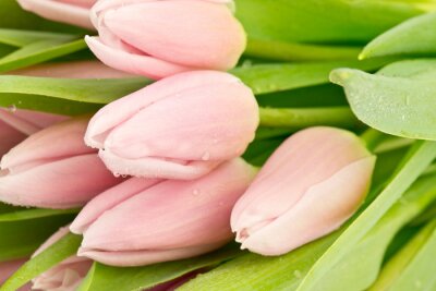 Tableau  Tulipany