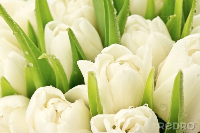Tableau  Tulipany