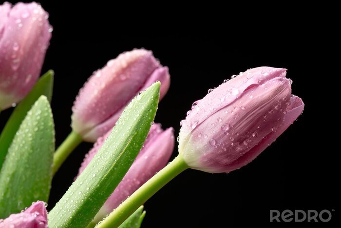 Tableau  Tulipany na Czarnym tle