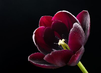 Tableau  Tulipe de Bourgogne sur fond noir