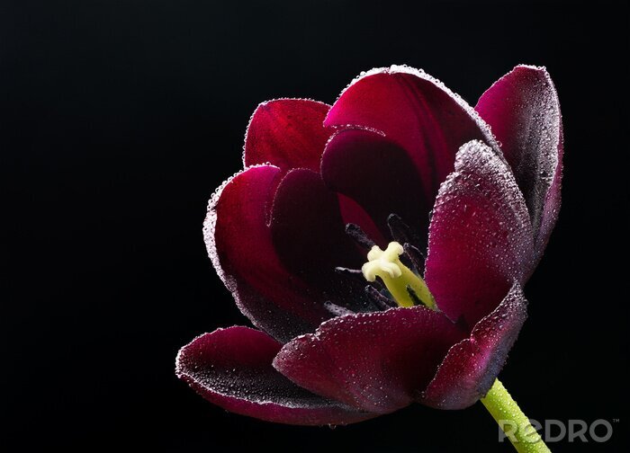Tableau  Tulipe de Bourgogne sur fond noir