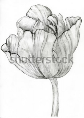Tableau  Tulipe en croquis noir et blanc