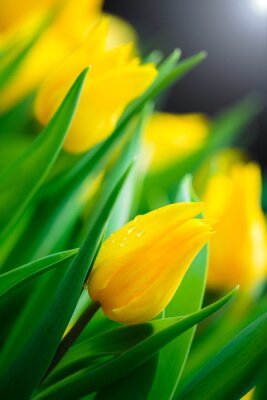 Tableau  Tulipe jaune fleur fond