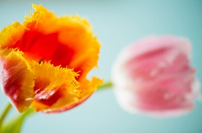 Tableau  Tulipe orange sur fond clair