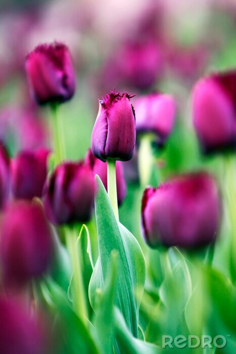 Tableau  tulipe pourpre - image abstraite, se concentrer sur une seule tulipe