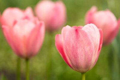 Tulipe rose en gros plan