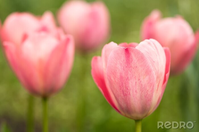 Tableau  Tulipe rose en gros plan