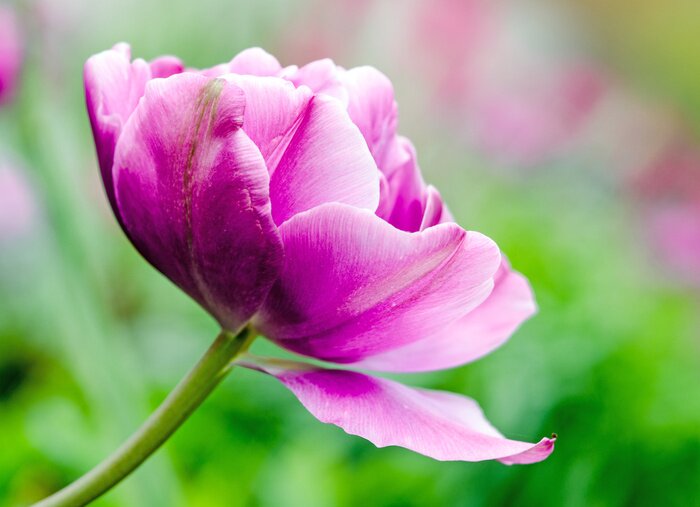 Tableau  Tulipe sur le fond d'un jardin verdoyant