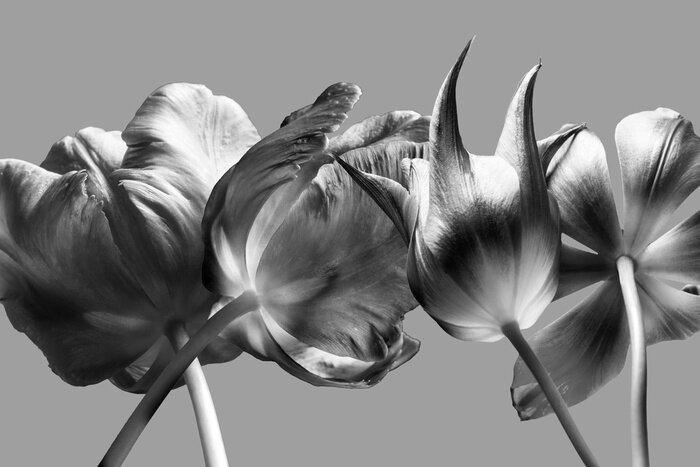 Tableau  Tulipes aux couleurs monochromes