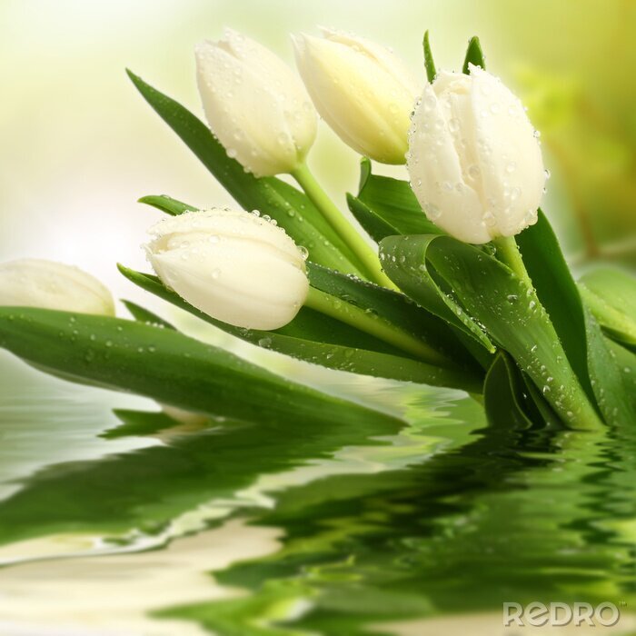 Tableau  Tulipes blanches dans l'eau