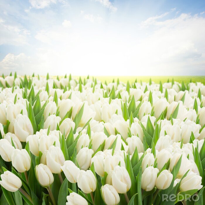 Tableau  Tulipes blanches et ciel