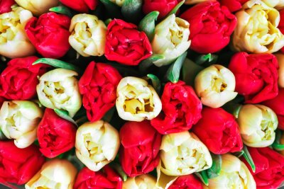 Tableau  Tulipes blanches et rouges dans un bouquet