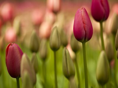 Tableau  Tulipes colorées