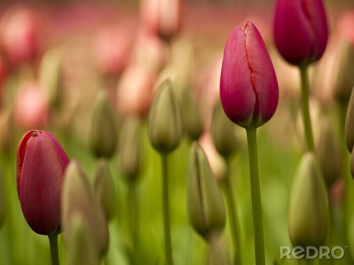 Tableau  Tulipes colorées