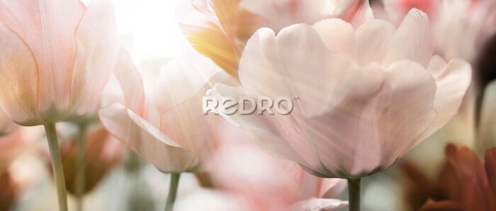 Tableau  Tulipes délicates en pleine floraison