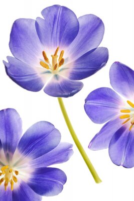 Tableau  Tulipes en fleurs sur fond clair