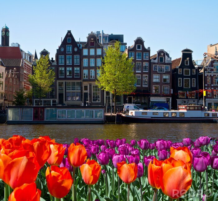 Tableau  Tulipes et canal à Amsterdam