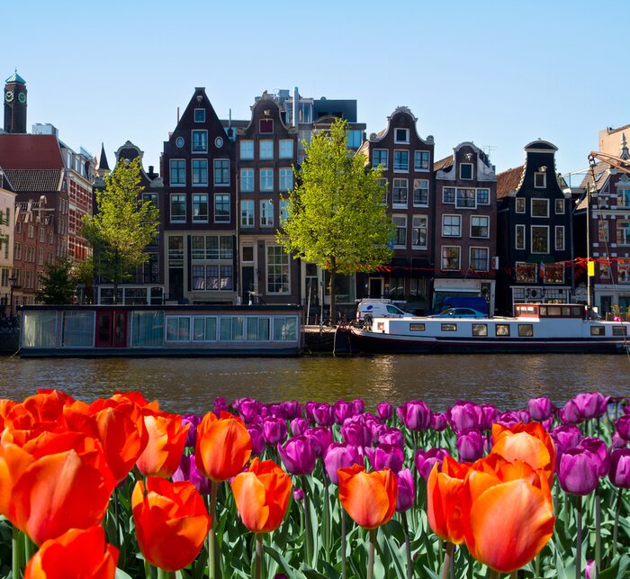 Tableau  Tulipes et canal à Amsterdam