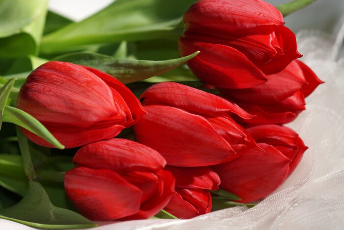 Tableau  Tulipes et feuilles vertes