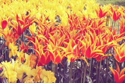 Tulipes ornementales en deux couleurs