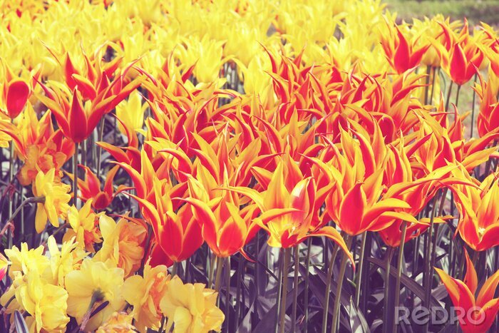 Tableau  Tulipes ornementales en deux couleurs