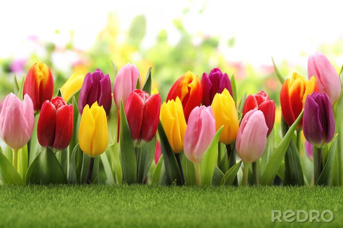 Tableau  Tulipes roses à côté des jaunes et des rouges