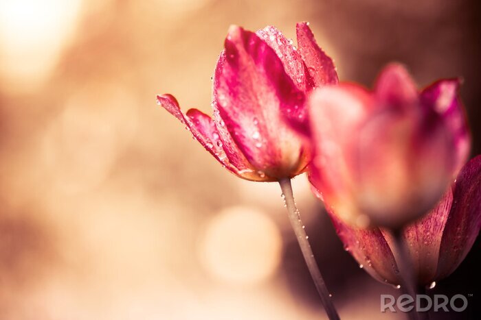 Tableau  Tulipes roses dans le pré