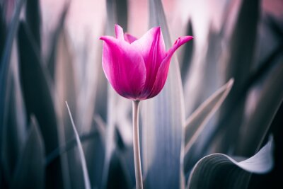Tableau  Tulipes roses en macrophotographie
