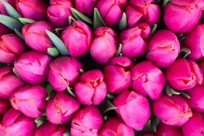 Tableau  Tulipes roses fraîches